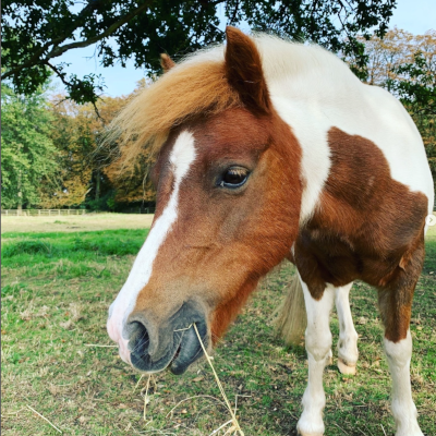 Sunny the Shetland pony